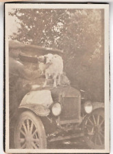 VTG, PHOTO MAN WITH A GOAT ON RADIATOR / HOOD OF AUTO picture