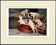 JACK RUSSELL FOX TERRIER PUPS TAKE A BATH GREAT DOG PRINT MOUNTED READY TO FRAME picture