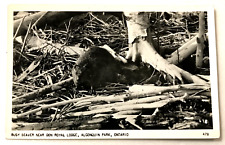 Real Photo Postcard-Busy Beaver,Don Royal Lodge,Algonquiin Park,Ontario Rppc picture