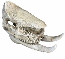 Replica Chilotherium Rhino Skull (VERY RARE) picture