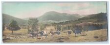 c1910's Cows Mountain Tinted View RPPC Photo Unposted Postcard Bookmark picture