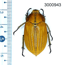 Scarabaeidae Melolonthinae sp. #943 NORTH THAILAND picture
