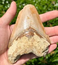 Indonesian Megalodon Tooth HUGE 4.75” Natural Fossil Shark Tooth Indonesia Meg picture
