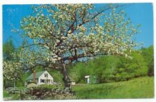 Apple Blooms Tree Spring Setting In Weston VT Postcard Vermont picture