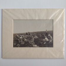 Rare Agricultural Scene Cotton Field, Antique Cabinet Card Photograph, 1912 picture