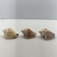 GENUINE NATURAL Set Of 3 - Horse Conch White Shell, 3” BEAUTIFUL CHARMING picture