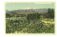Vintage Postcard California Early Desert Flowers Snow Capped Mountains USA picture