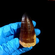 Rare Large Cretaceous Mosasaur Tooth from Morocco Prognathodon curry picture