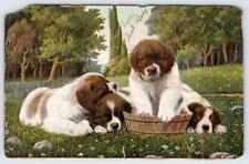 1907 ST BERNARD PUPPIES DOGS ANTIQUE POSTCARD picture