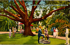 Vintage 1941 People Under The DeSota Oak Tree Tampa Florida FL Postcard  picture