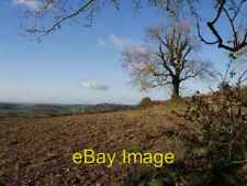 Photo 6x4 Tree and field above Aller Cross Shallowford/SS6828 A view thr c2007 picture
