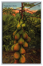 Miami FL Florida Papaya Tree 219 Linen Postcard Posted 1956 picture