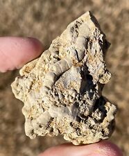 Alabama Fossil Crinoid RARE Onychocrinus ornatus Mississippian Trilobite Age picture