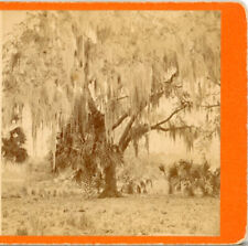 FLORIDA, Live Oak Covered With Moss Near Mandarin on the St John--Stereoview X79 picture
