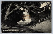 C.1909 SOLEDAD CA BRIDGE TREE LITTLE EMPORIUM MILL MONTEREY Postcard P56 picture