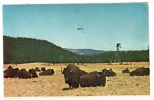 Postcard WY Buffalo Bison Herd Yellowstone National Park Wyoming Vintage 1971 picture