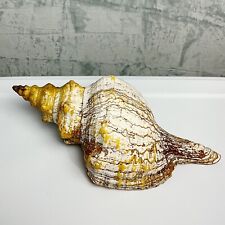 Large Florida Horse Conch Sea Shell 17 Inches Vtg Coastal Nautical Home Decor picture