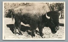 Buffalo Ranch Bison EKC 1945-1950s RPPC Postcard Unposted picture
