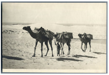 Egypt, Around the Suez Canal Vintage Silver Print.  Silver Print picture