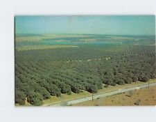 Postcard Bright blue lakes in contrast to the rich queen Citrus Groves, Florida picture