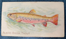ALBINO BROOK TROUT 1910 T58 Tobacco Fish Series Sweet Caporal NO WRINKLES picture