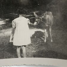 Vintage Photo Little girl feeding a deer  picture