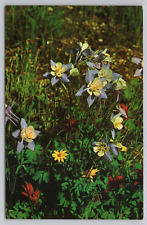 Colorado Beautiful State Flower Mountain Columbine Wildflowers Vintage Postcard picture