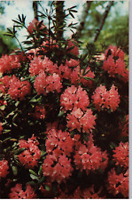 Postcard Rhododendron West Virginia State Flower in Bloom picture