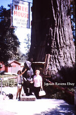 35MM Found Photo Slide 1977 California Redwood City Believe It Or Not Tree House picture