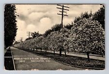 Rochester NY-New York, Magonlia Trees In Bloom, Antique, Vintage Postcard picture