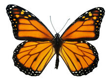 Real Monarch butterfly Danaus plexippus, SUSTAINABLY SOURCED picture
