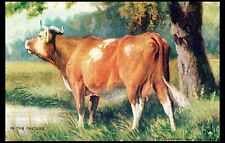 Early Postcard ~ Just a Cow ~ In The Pasture picture