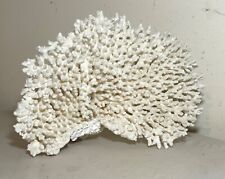 large natural piece of natural white brush saltwater branch coral specimen tank picture