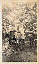 Santa Marta Cuba-Banana Plantation-Oxen Team-Wood Yoke~1935 Photo 27C picture