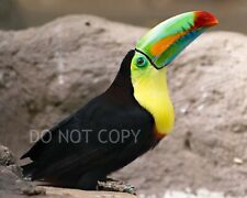 YELLOW-THROATED TOUCAN  8x10 Photo Print  picture