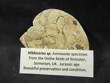 Fossil Rock Hildoceras Ammonite Oolite fields of Ilminster, Somerset UK Jurassic picture