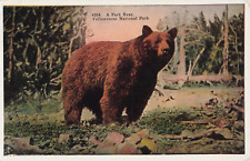 Vintage Postcard, Yellowstone Park Bear, Long Ago* picture