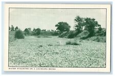 c1940's View Of Water Hyacinths On Louisiana Bayou LA Unposted Vintage Postcard picture