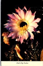 Postcard Pink Easterlily Cactus, Night Blooming, Chrome, Posted 1967 picture