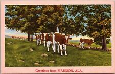 Greetings from Madison Alabama - Vintage Linen Postcard - Cattle Cows picture