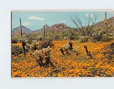 Postcard Gold Poppies, Arizona picture