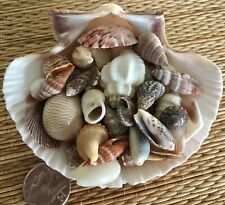 1 MEXICAN DEEP SCALLOP FILLED WITH SMALL SHELLS - CRAFTING OR DECOR picture