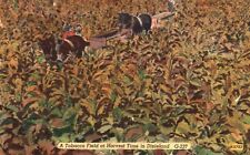 Vintage Postcard 1930's A Tobacco Plants Field at Harvest Time Dixieland Horses picture