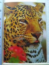 Postcard Leopard (Felis Pardus) Exotic Wildlife Grand Isle Heritage Zoo picture