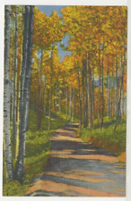 CO Postcard Road Through The Aspens - Rocky Mountains Curt Teich c1940s G7 picture