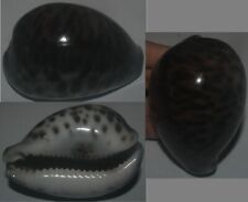 Tonyshells Seashells Cypraea tigris BLUE/BLACK/YELLOW FORM 81mm F+++/gem picture