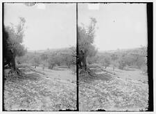 Valley of Jehoshaphat, Jerusalem from the Valley of Jehoshap -- 1920s Old Photo picture