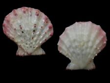 SCALLOP seashell Mirapecten moluccensis Dijkstra 1988,  34.2 mm F+++ Philippines picture