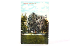 Antique State College Postcard THE WILLOW Tree The Athletic Store State College picture