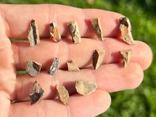 TRICERATOPS Tooth Dinosaur Teeth Fossils ONE Per Purchase Hell Creek Formation picture